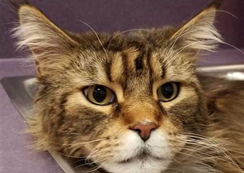 Carousel Slide 4: Cat vets