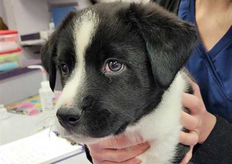 Carousel Slide 3: Dog veterinary care