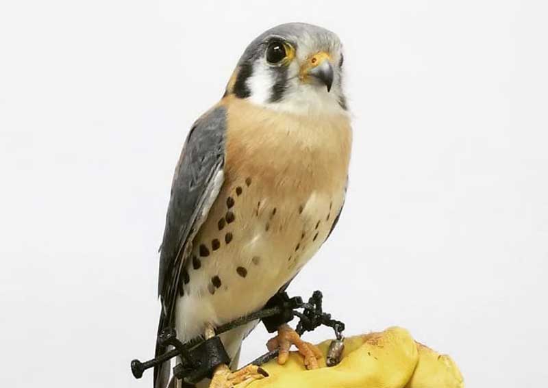 Carousel Slide 5: Bird and exotic pet care